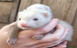 Ferret rodents for sale: Ferret kits for sale  - Image 1