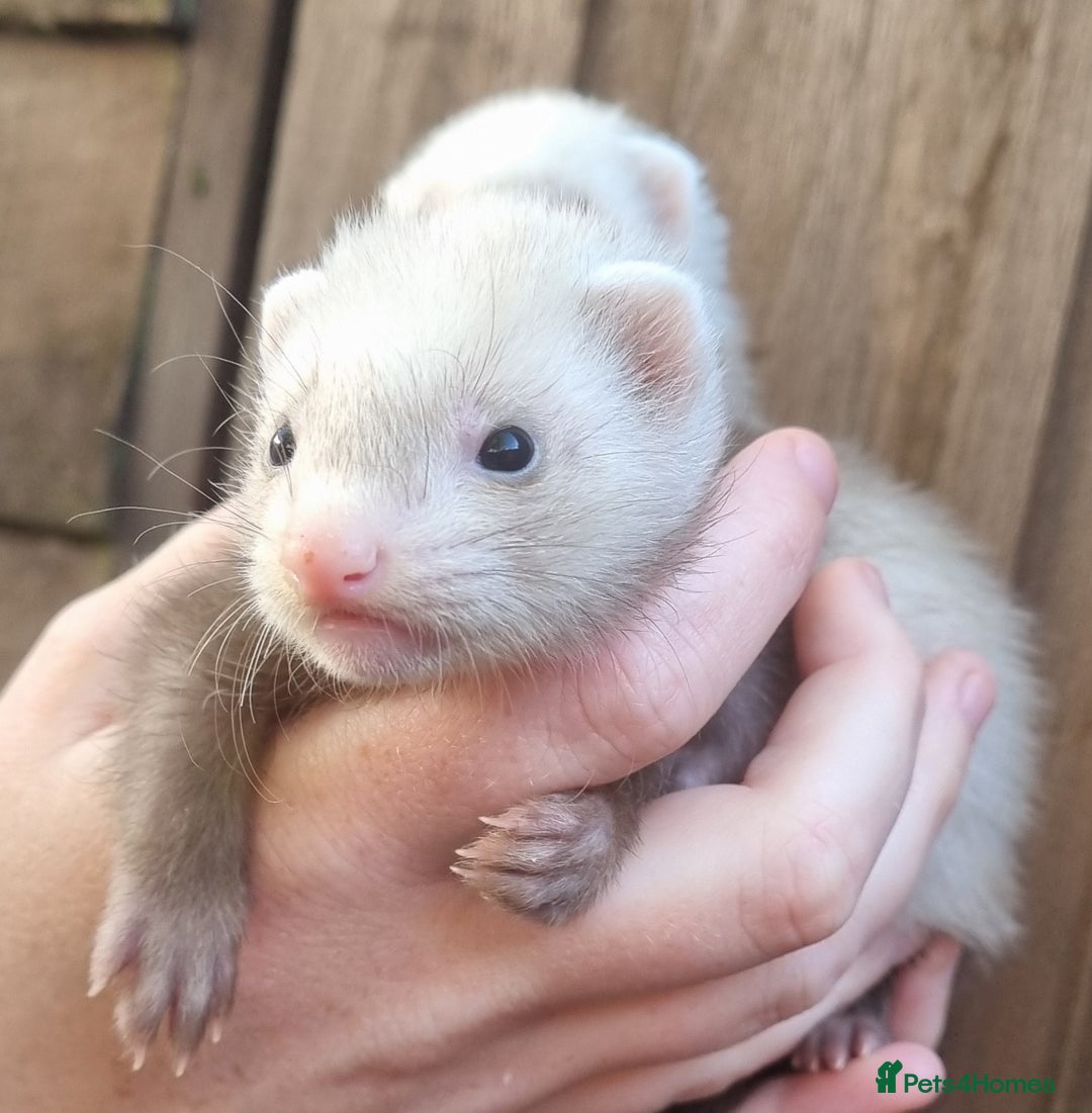 Ferret rodents for sale: Ferret kits for sale  - Image 1