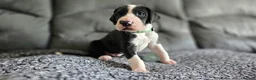 Great Dane dogs for sale: Championship Great Dane Pups  - Advert 21