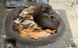 Jack Russell dogs for sale: Jack Russell female  - Image 7