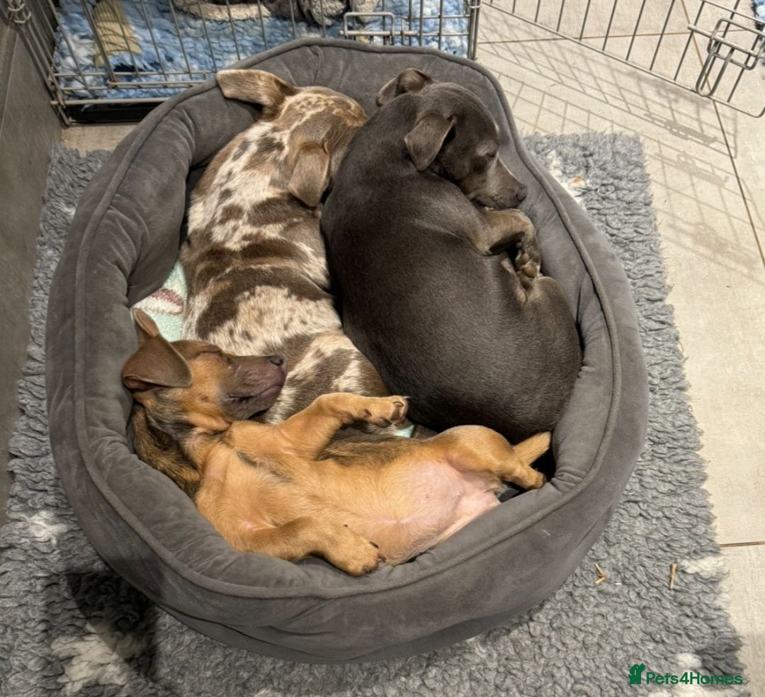 Jack Russell dogs for sale: Jack Russell female  - Image 7