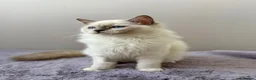 Ragdoll cats for sale: TICA registered blue mitted radoll kitten - Advert 8