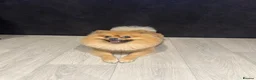 Pomeranian dogs for sale: Bruno - Advert 3