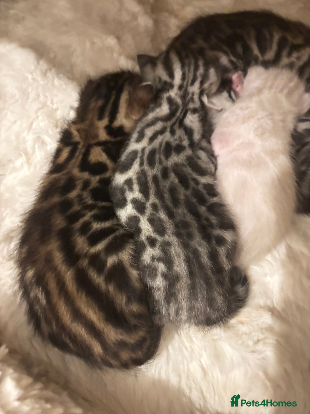 Bengal cats for sale: 🩶 BENGAL 🔥 KITTENS 🤍 TICA REGISTERED  - Advert 16