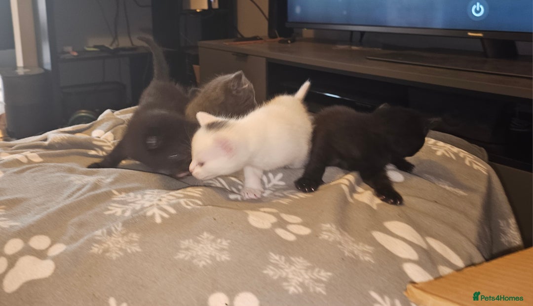 Turkish Angora cats for sale: Turkish Angora kittens - Image 3