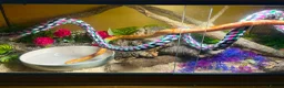 Corn Snake reptiles for sale: 2 corn snakes with full enclosures - Advert 4