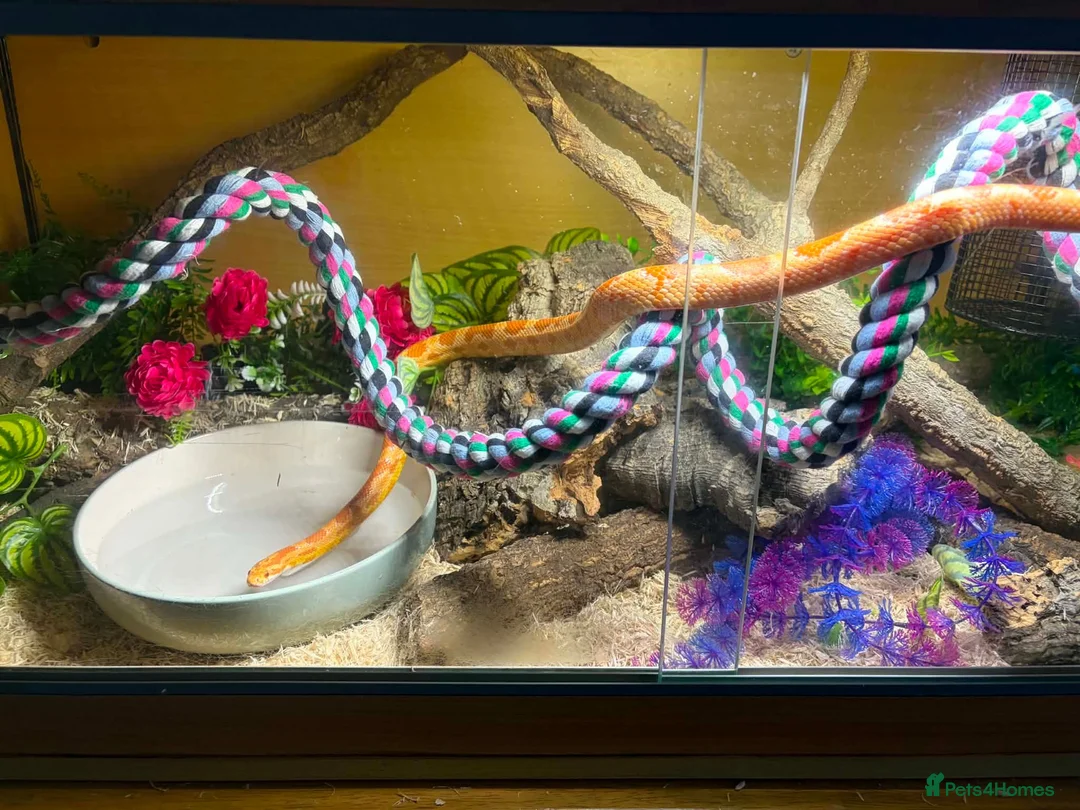 Corn Snake reptiles for sale: 2 corn snakes with full enclosures - Advert 4