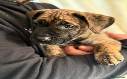 Presa Canario dogs for sale: Kovu  - Image 7