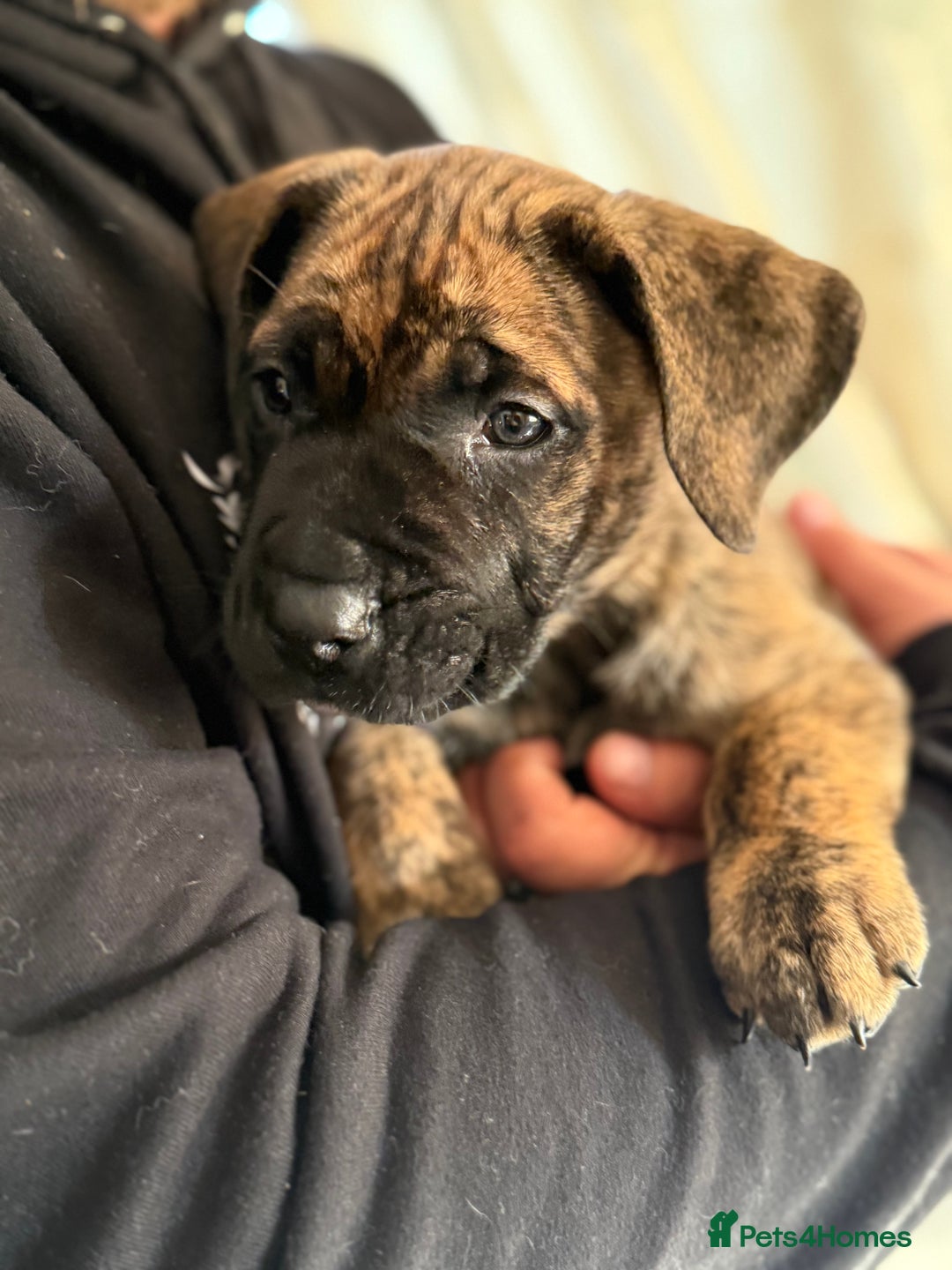Presa Canario dogs for sale: Kovu  - Image 7