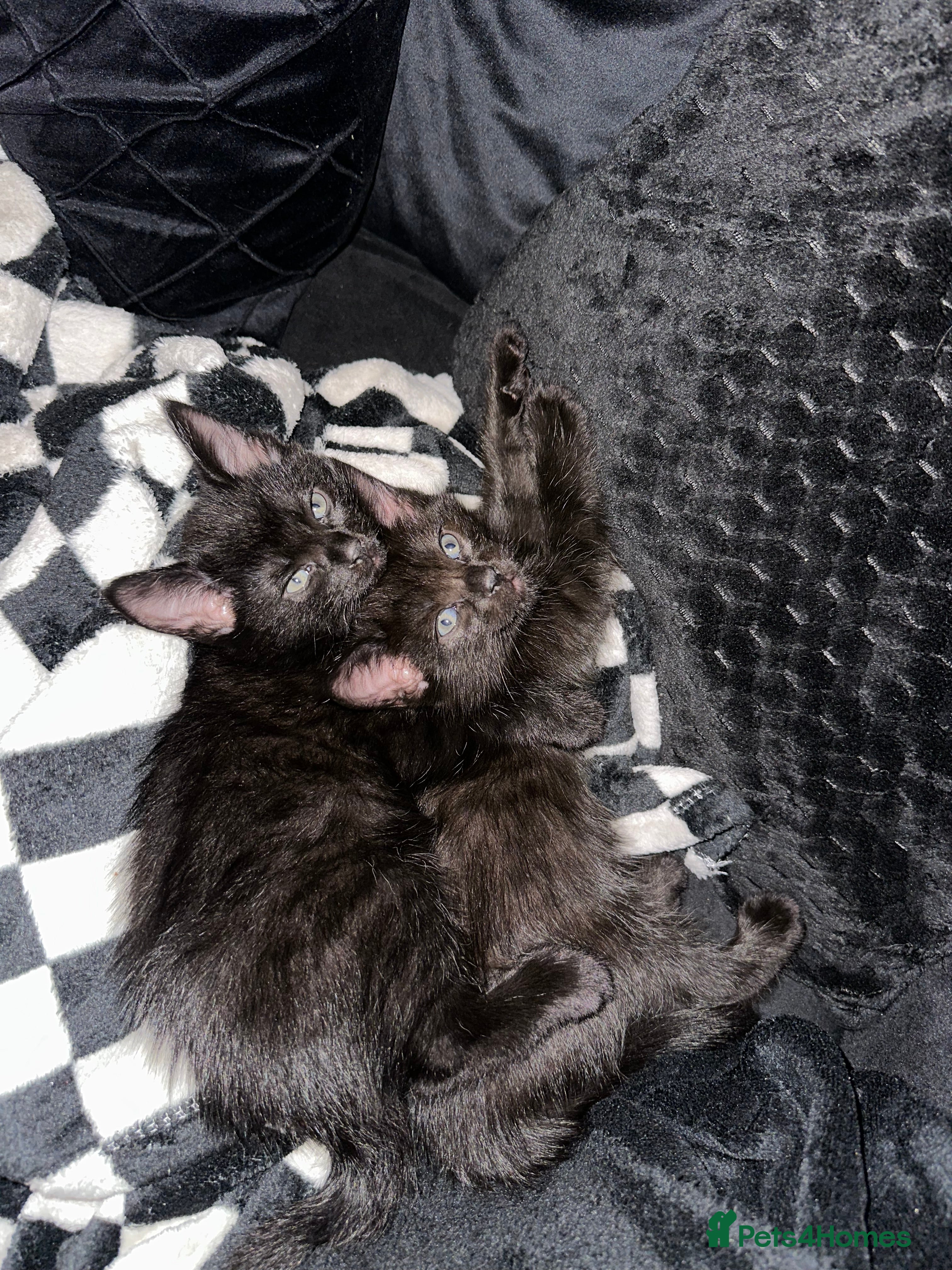 Maine Coon cats Maine Coon Kittens  - Advert 10