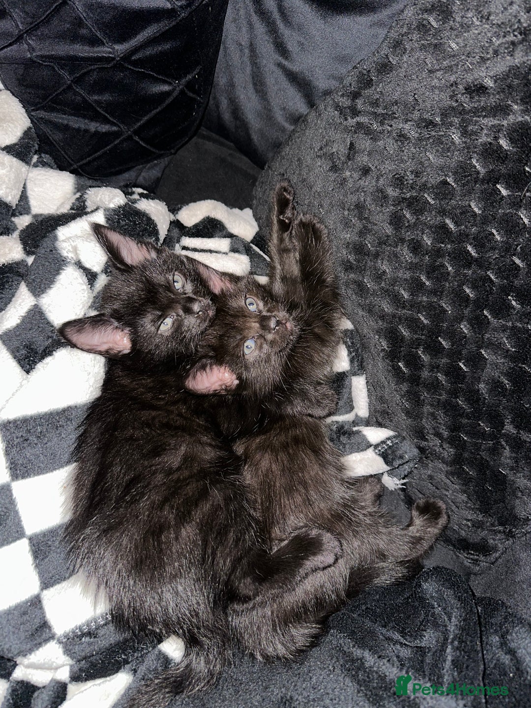 Maine Coon cats for sale: Maine Coon Kittens  - Advert 7