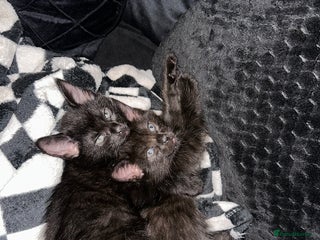 Maine Coon cats Maine Coon Kittens - Advert 10