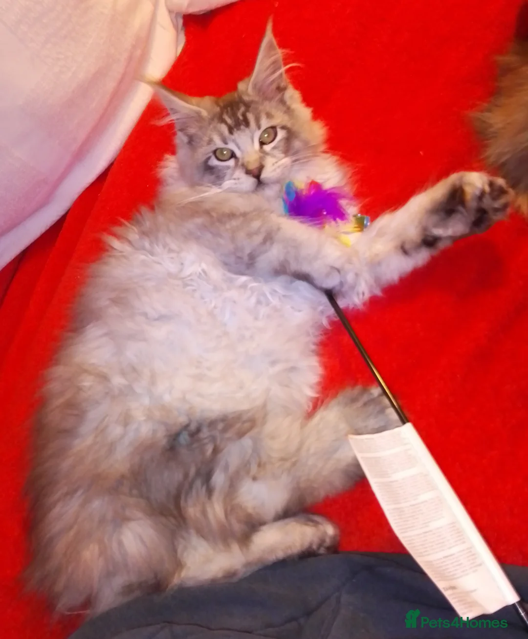 Maine Coon cats for sale: POLYDACTYL large TICA boy - collect S.WALES/SURREY - Advert 6