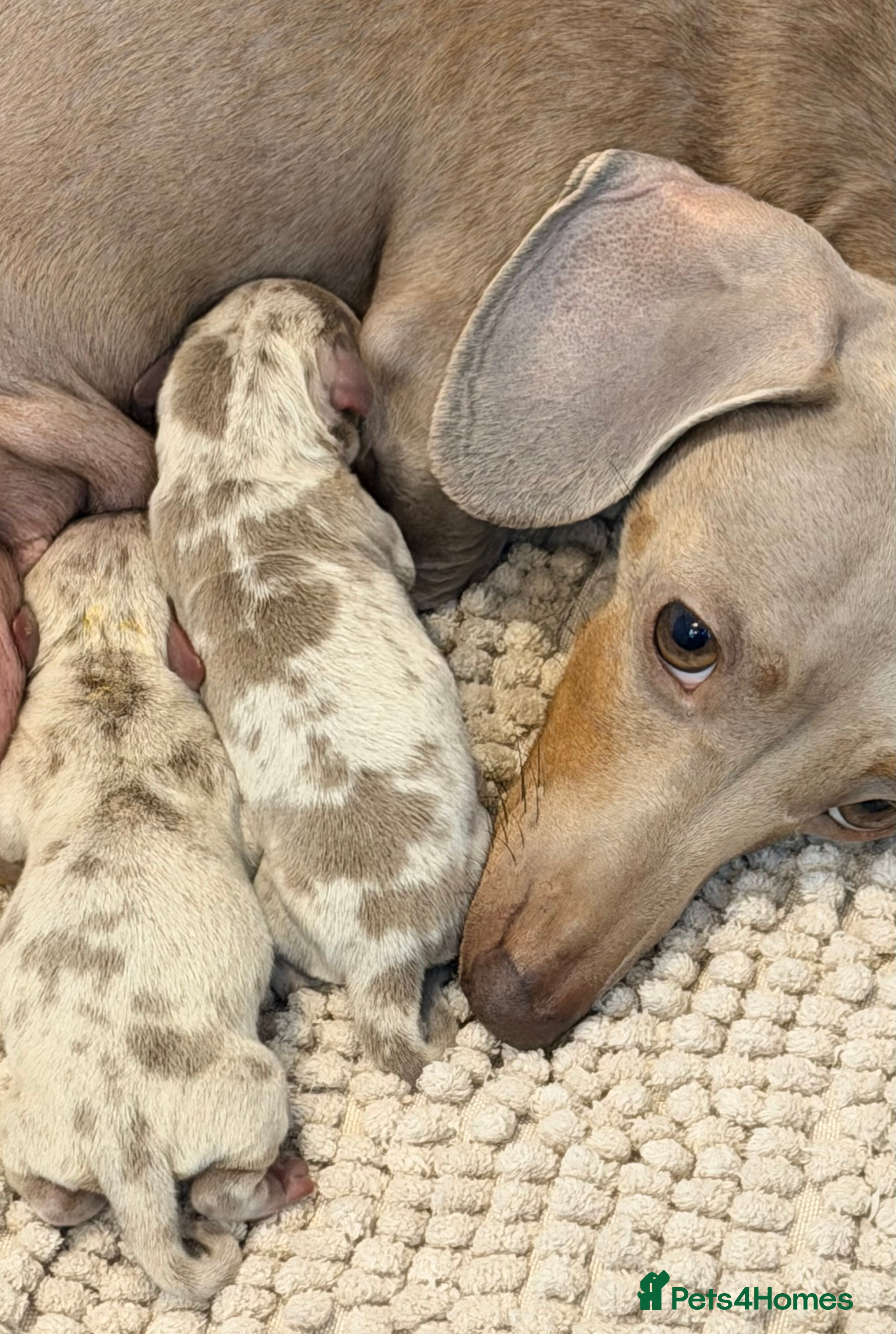 Miniature Dachshund dogs KC Miniature Female Isabella&Tan Dapple - Advert 15