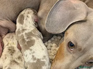 Miniature Dachshund dogs KC Miniature Female Isabella&Tan Dapple - Advert 15