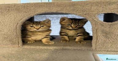 Mixed Breed cats - Advert 8