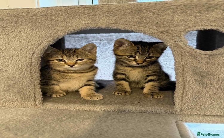 Mixed Breed cats - Advert 13