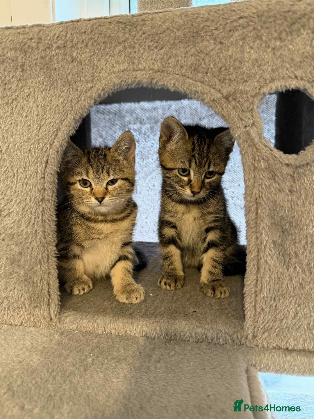 Mixed Breed cats for sale: Adorable Kittens Looking for Forever Homes! 🐱💕 - Image 1