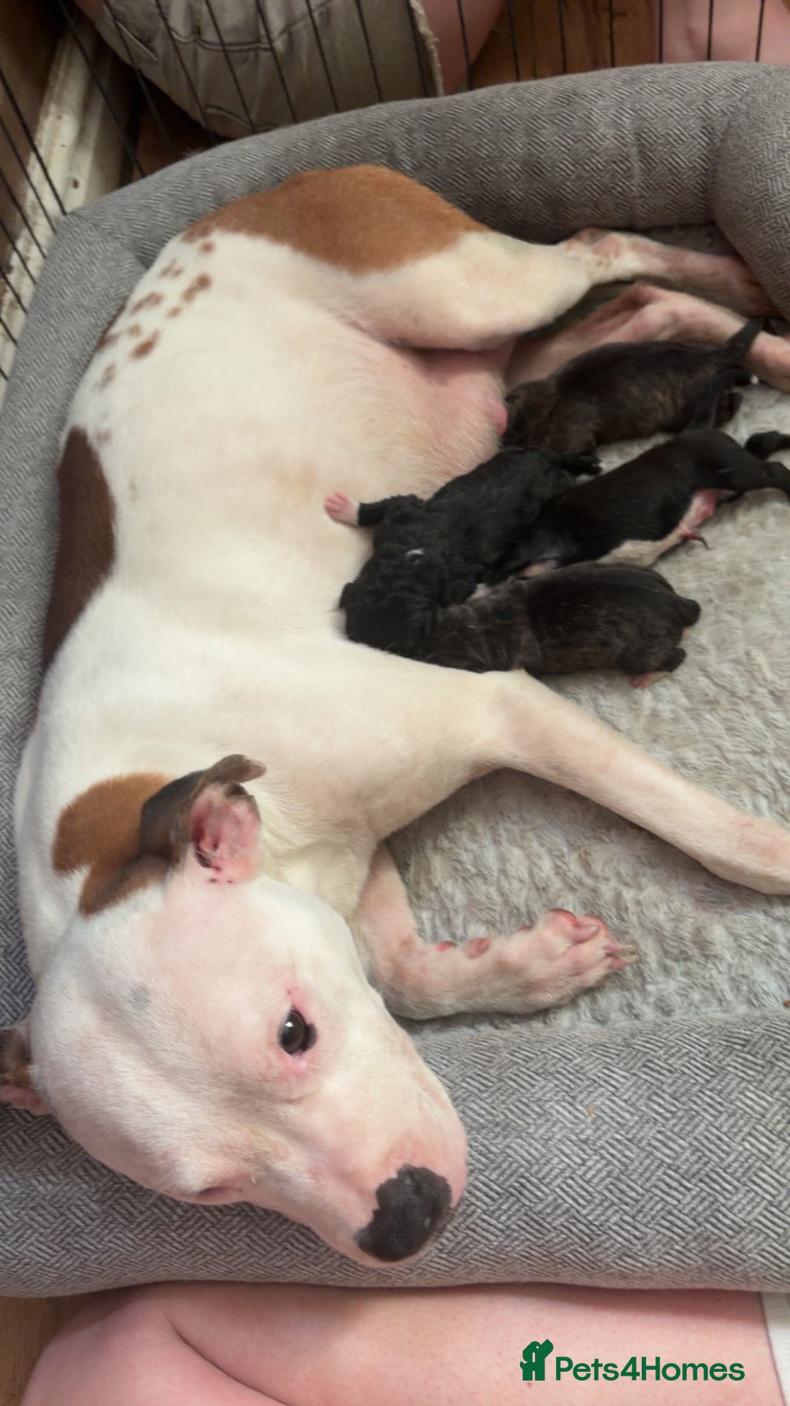 Mixed Breed dogs Presa Canario × Staffordshire Bull Terrier Puppies - Advert 1