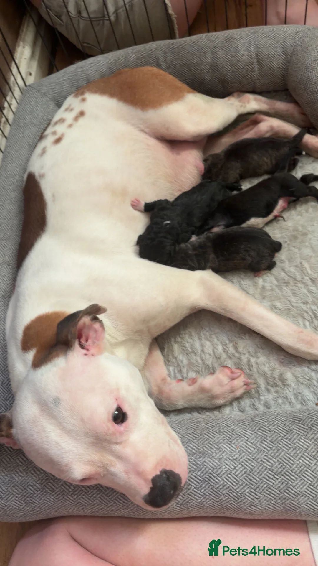 Mixed Breed dogs for sale: Presa Canario × Staffordshire Bull Terrier Puppies in Wrexham - Advert 1
