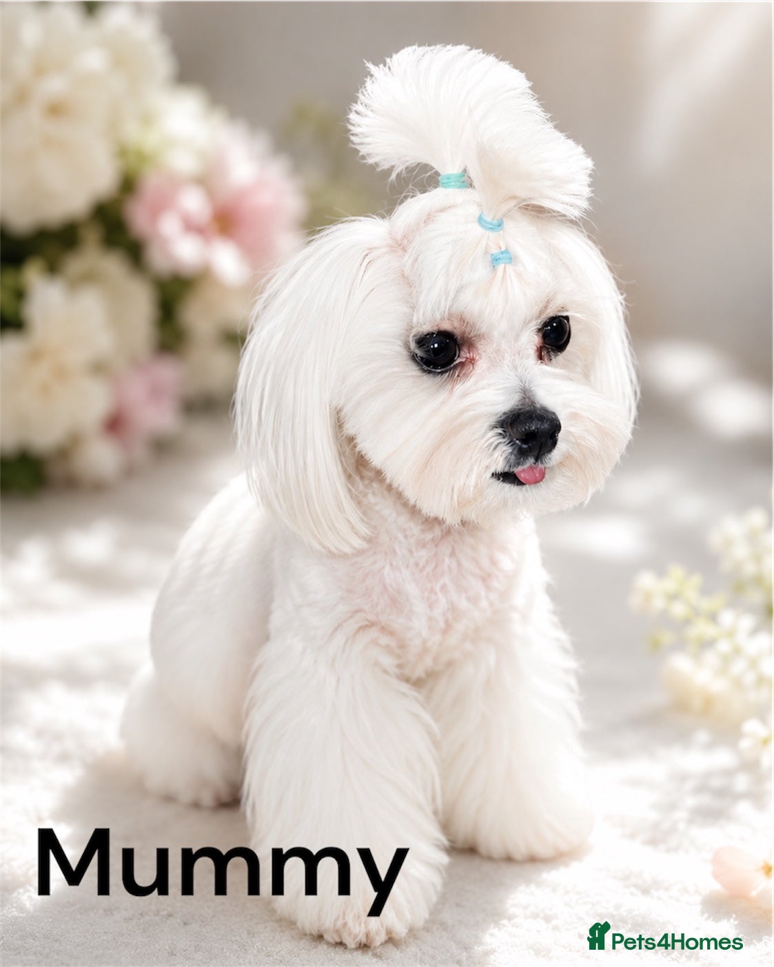 Maltipoo dogs Adorable F1 Maltipoo boy - Advert 2