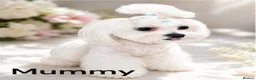 Maltipoo dogs for sale: Adorable F1 Maltipoo boy in Croydon - Advert 2