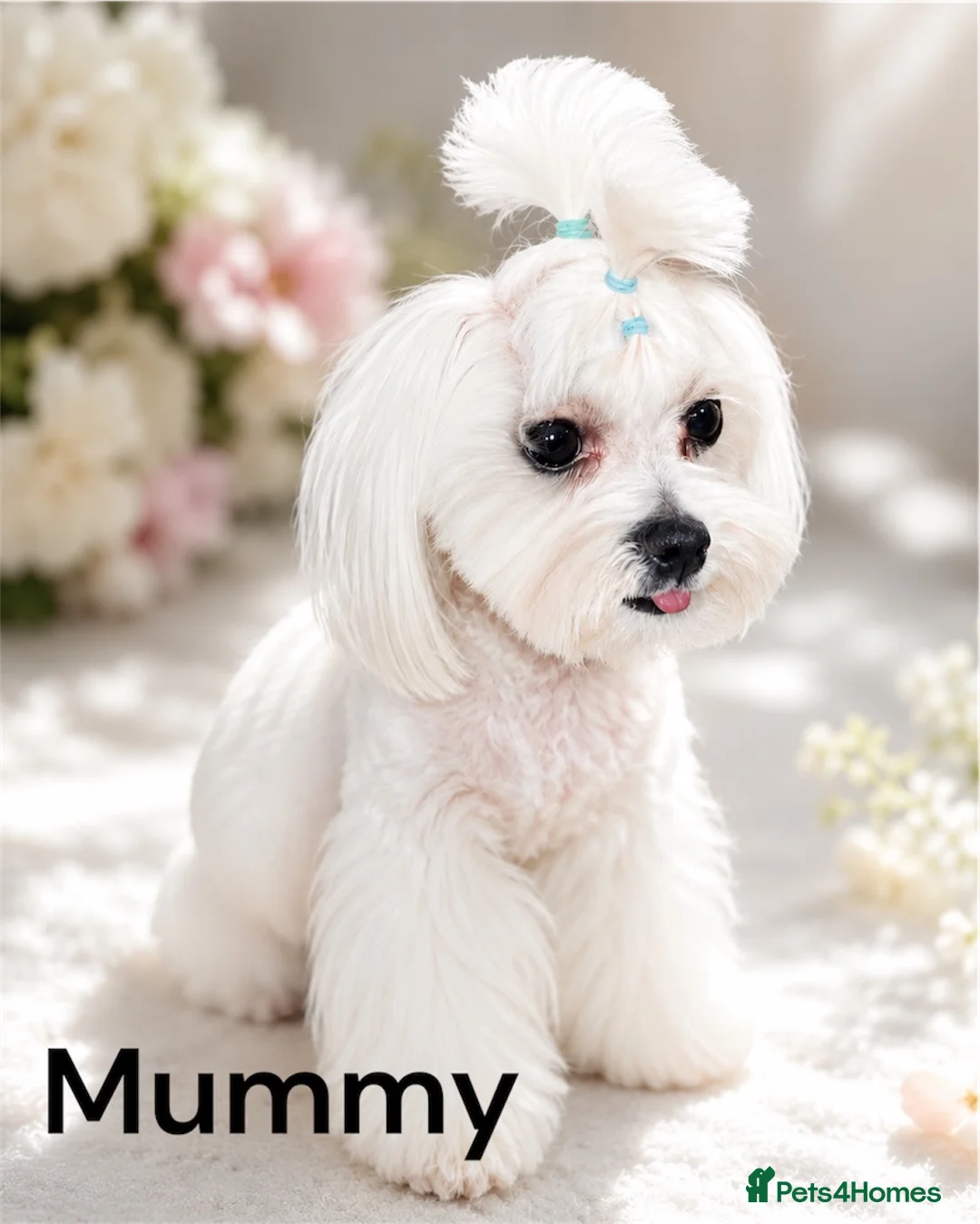 Maltipoo dogs for sale: Adorable F1 Maltipoo boy in Croydon - Advert 2