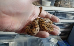 Boa Snake reptiles for sale: Brazilian Rainbow Boa's T-Albino - Advert 5