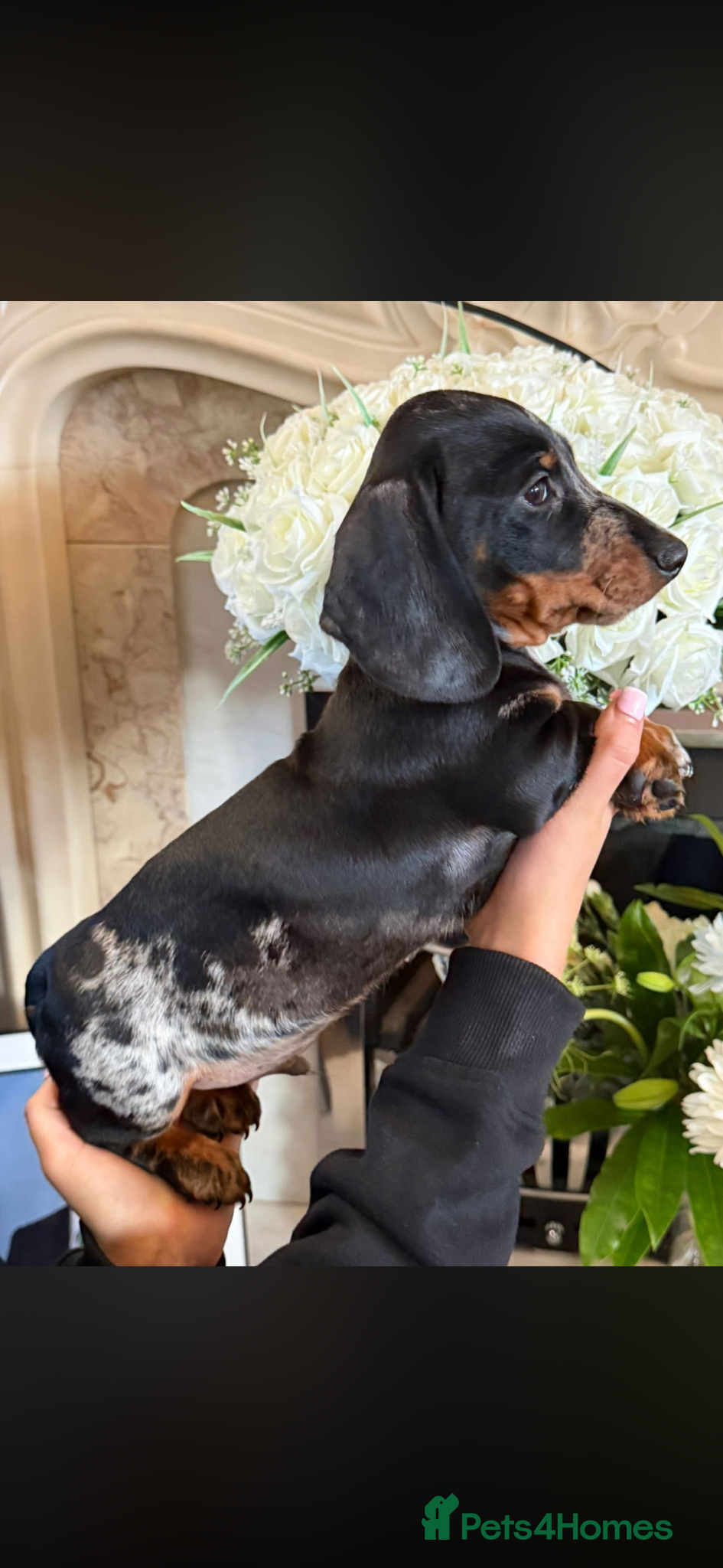 Miniature Dachshund dogs Miniature dachshund puppies  - Advert 1