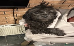 Cockapoo dogs for sale: Beautiful puppies ready now  in Swansea - Image 13