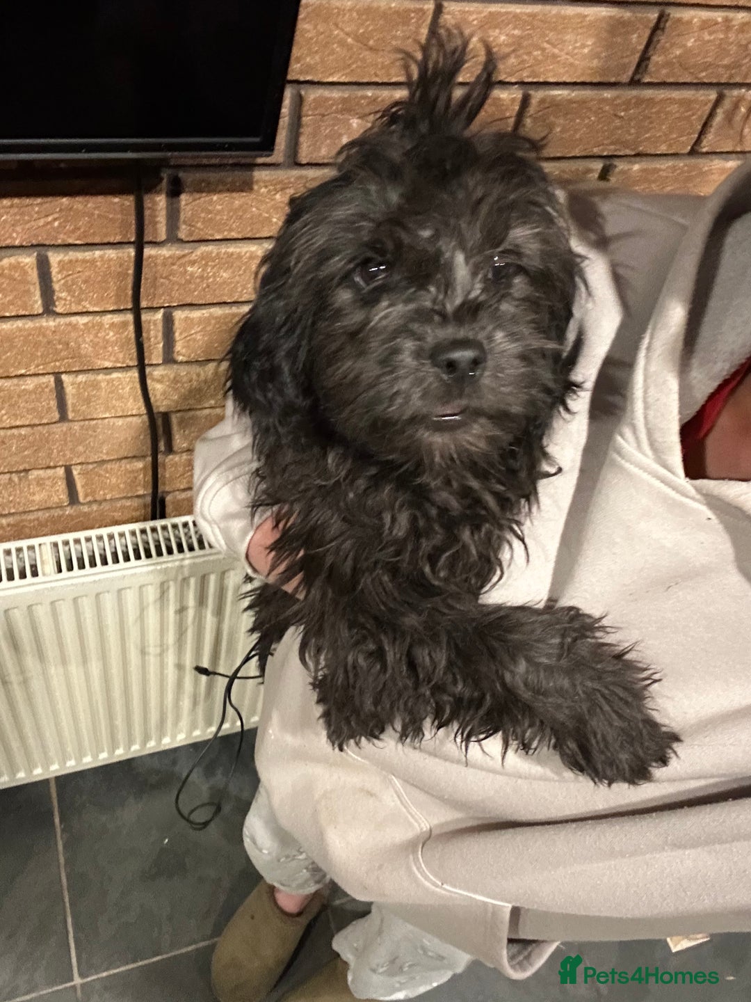 Cockapoo dogs for sale: Beautiful puppies ready now  in Swansea - Image 13