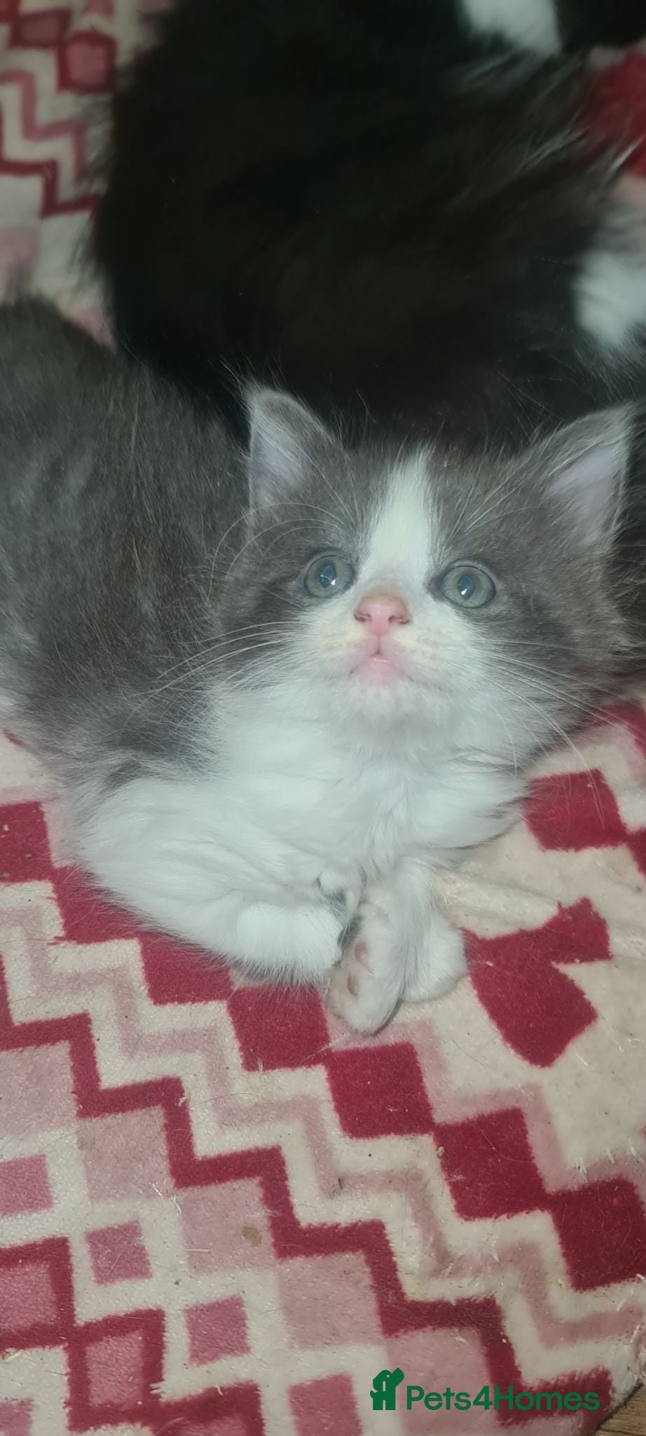 Mixed Breed cats 6 beautiful kittens  - Advert 1
