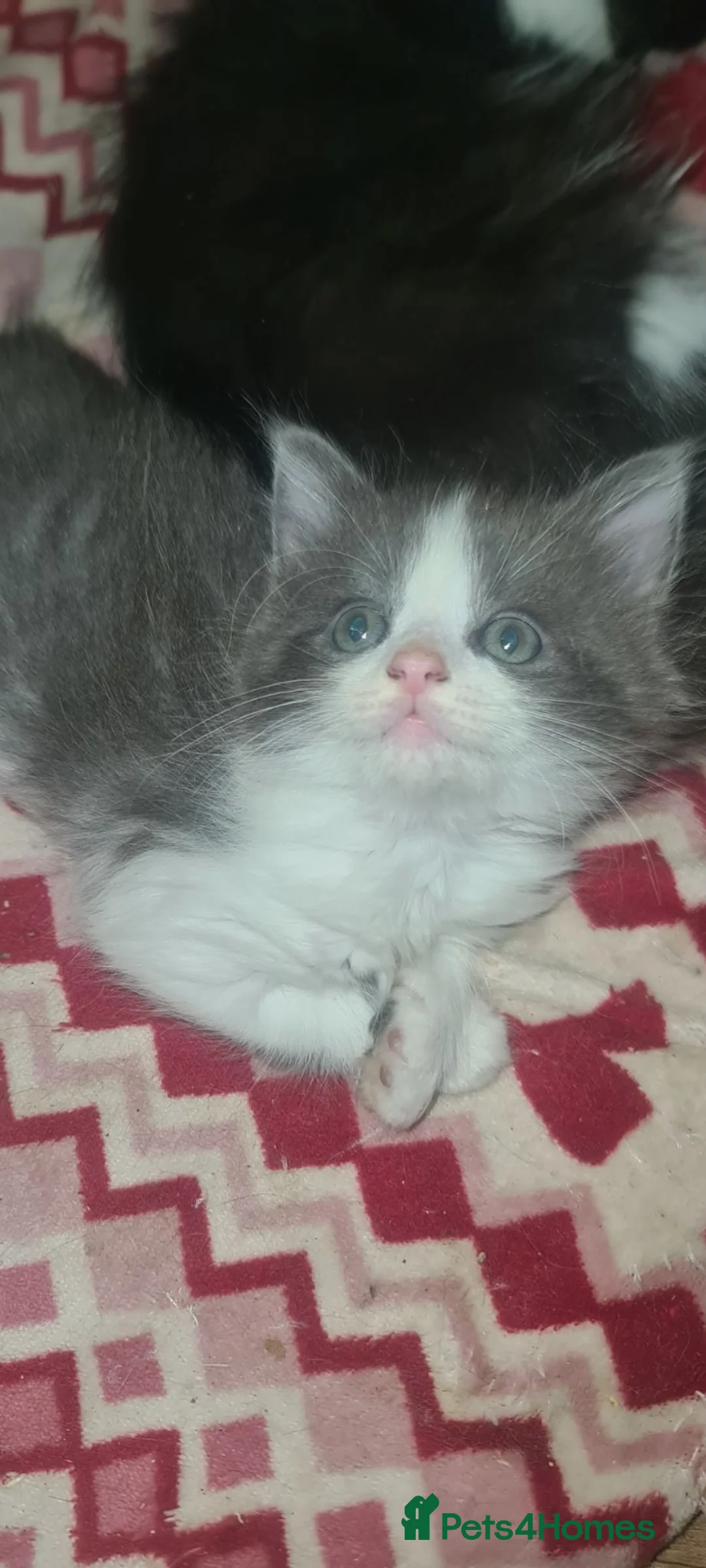 Mixed Breed cats for sale: 6 beautiful kittens  - Advert 1