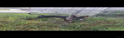 Chinese Red Dog dogs for sale: Chinese Red Dog for sale with heavy heart 💔 - Advert 13