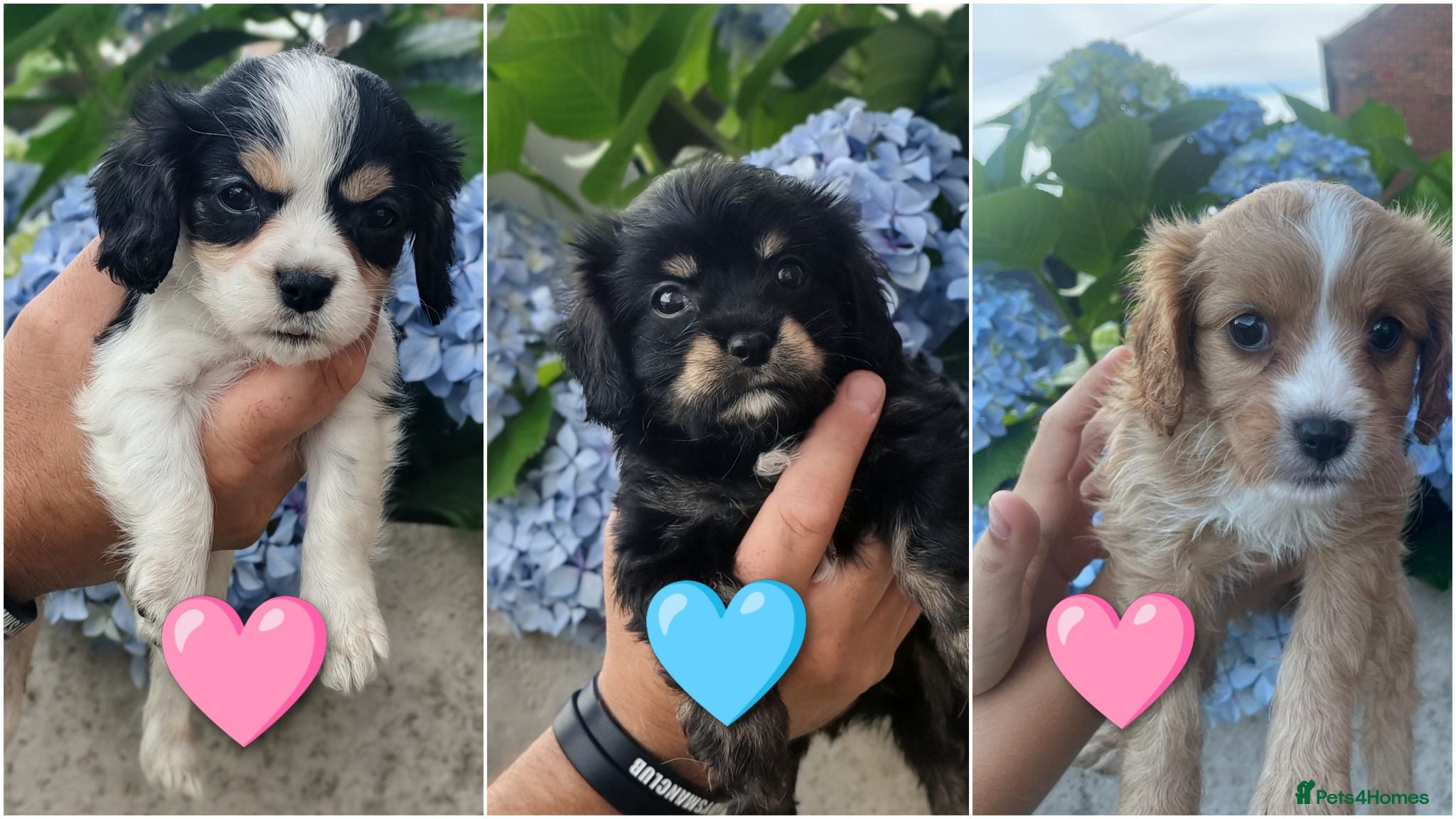 Mixed Breed dogs Beautiful Cavalier Mix Breed pups - Advert 1