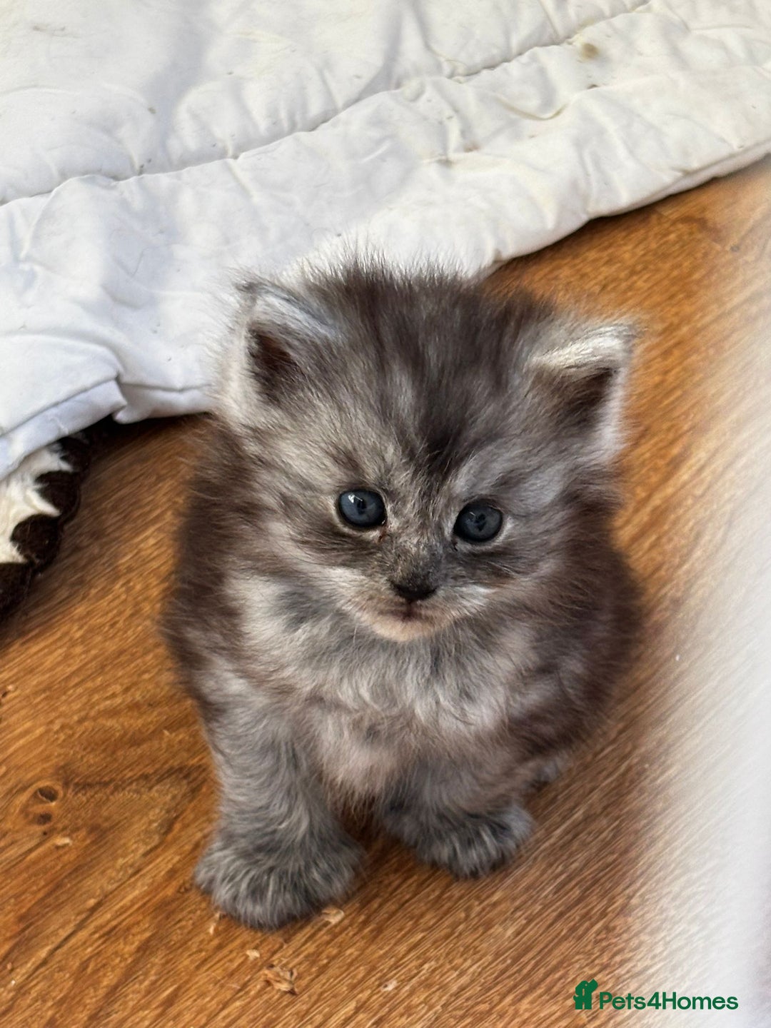 Maine Coon cats for sale: Last gorgeous girl - Advert 5