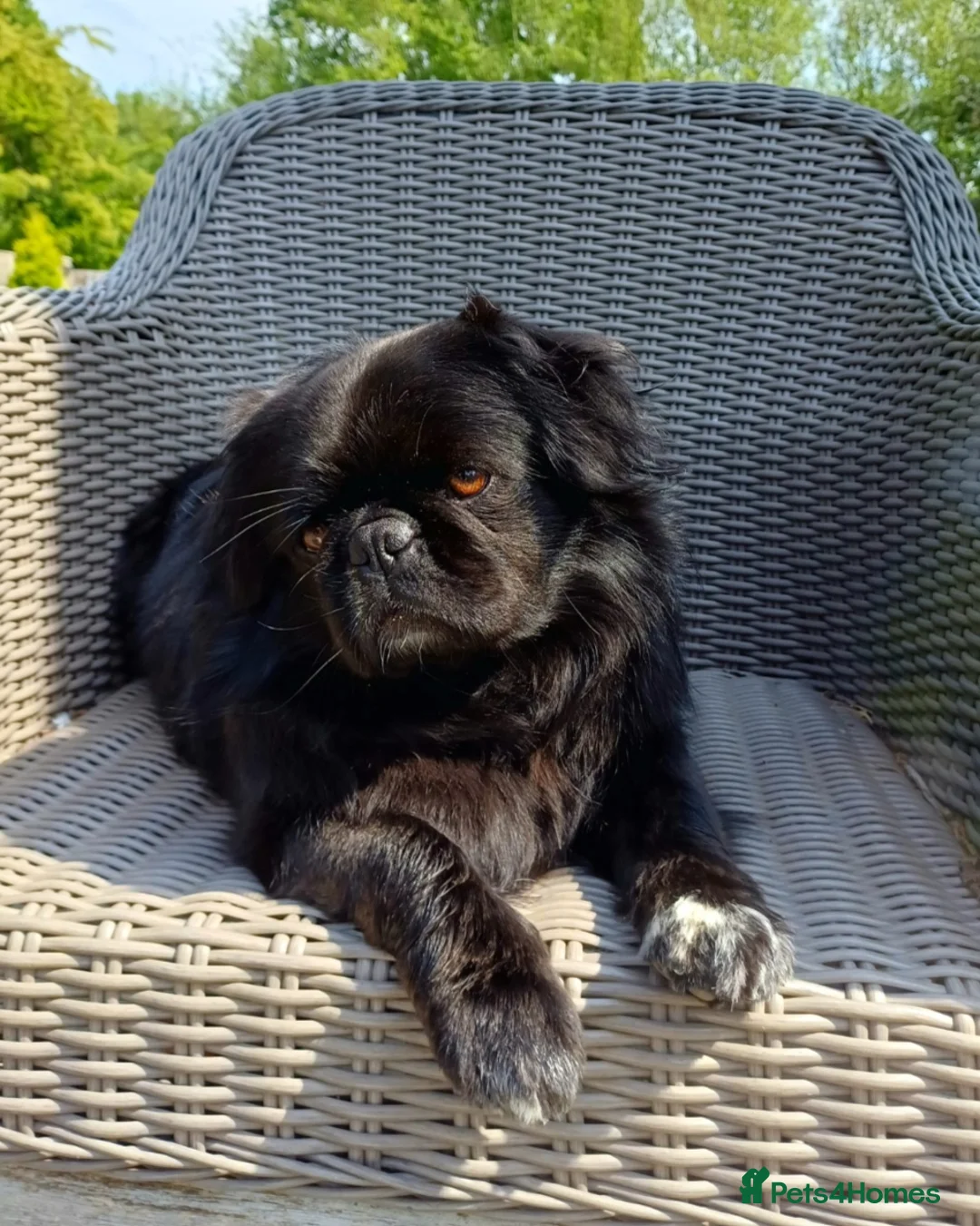 Pug dogs for stud: FLUFFY PUG STUD Blue Choc Black Tan carrier Husky  - Advert 2