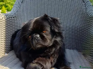 Pug dogs FLUFFY PUG STUD Blue Choc Black Tan carrier Husky - Advert 13