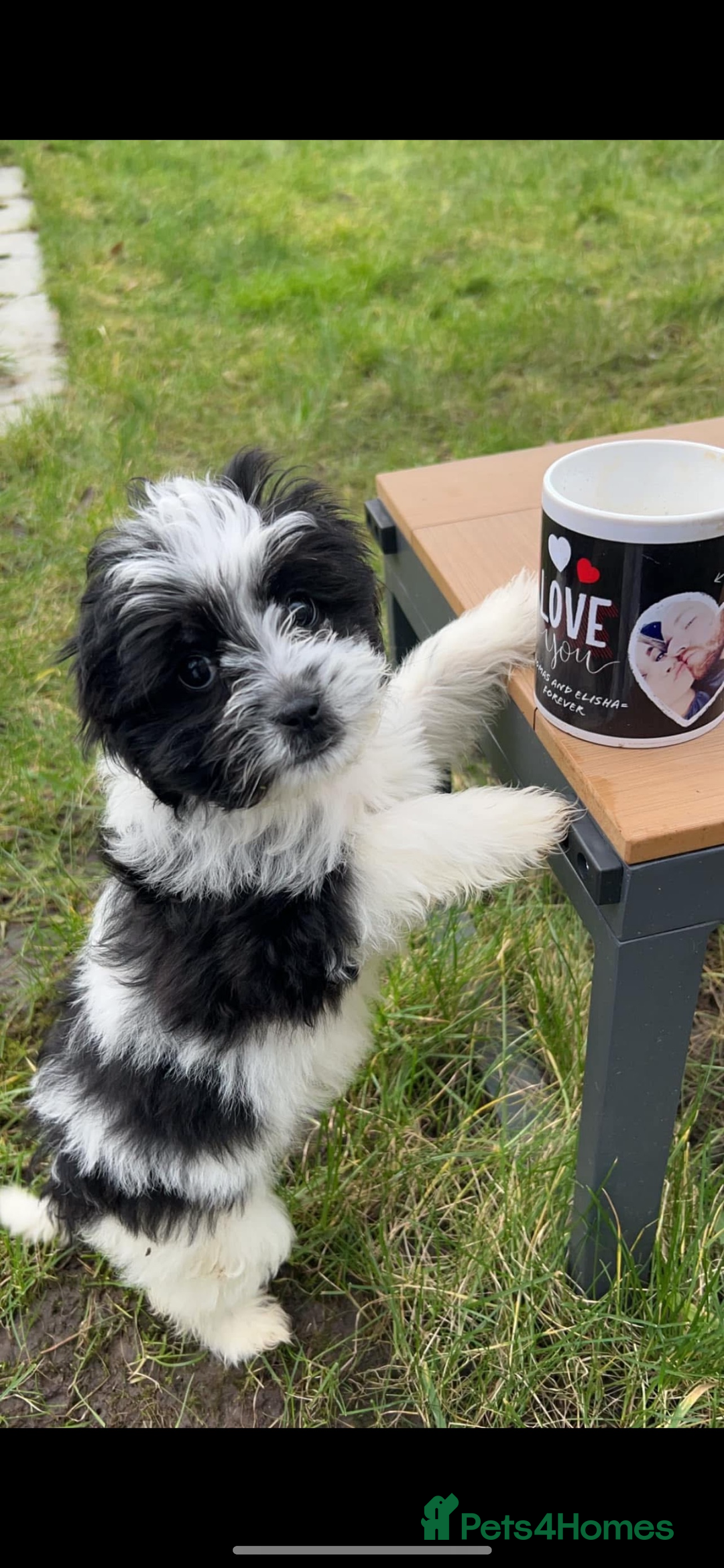Mixed Breed dogs for sale: MEET MOO-MOO £60 - Image 4