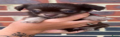 Chihuahua 1