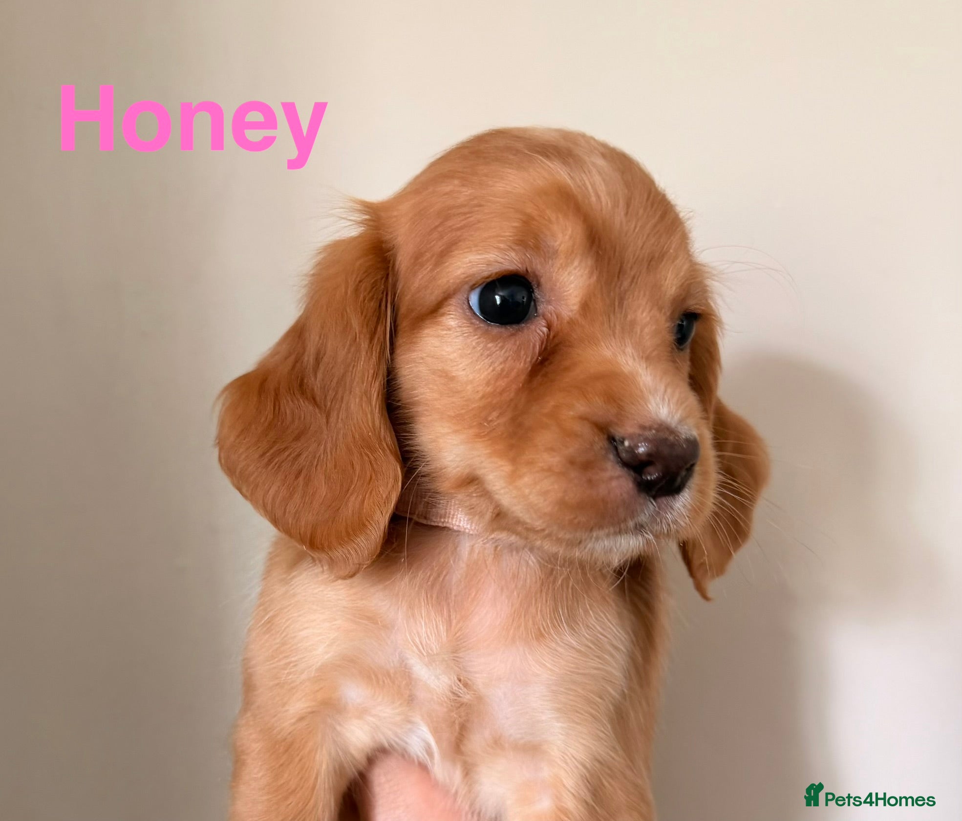 Cocker Spaniel dogs Working cocker spaniels  - Advert 1