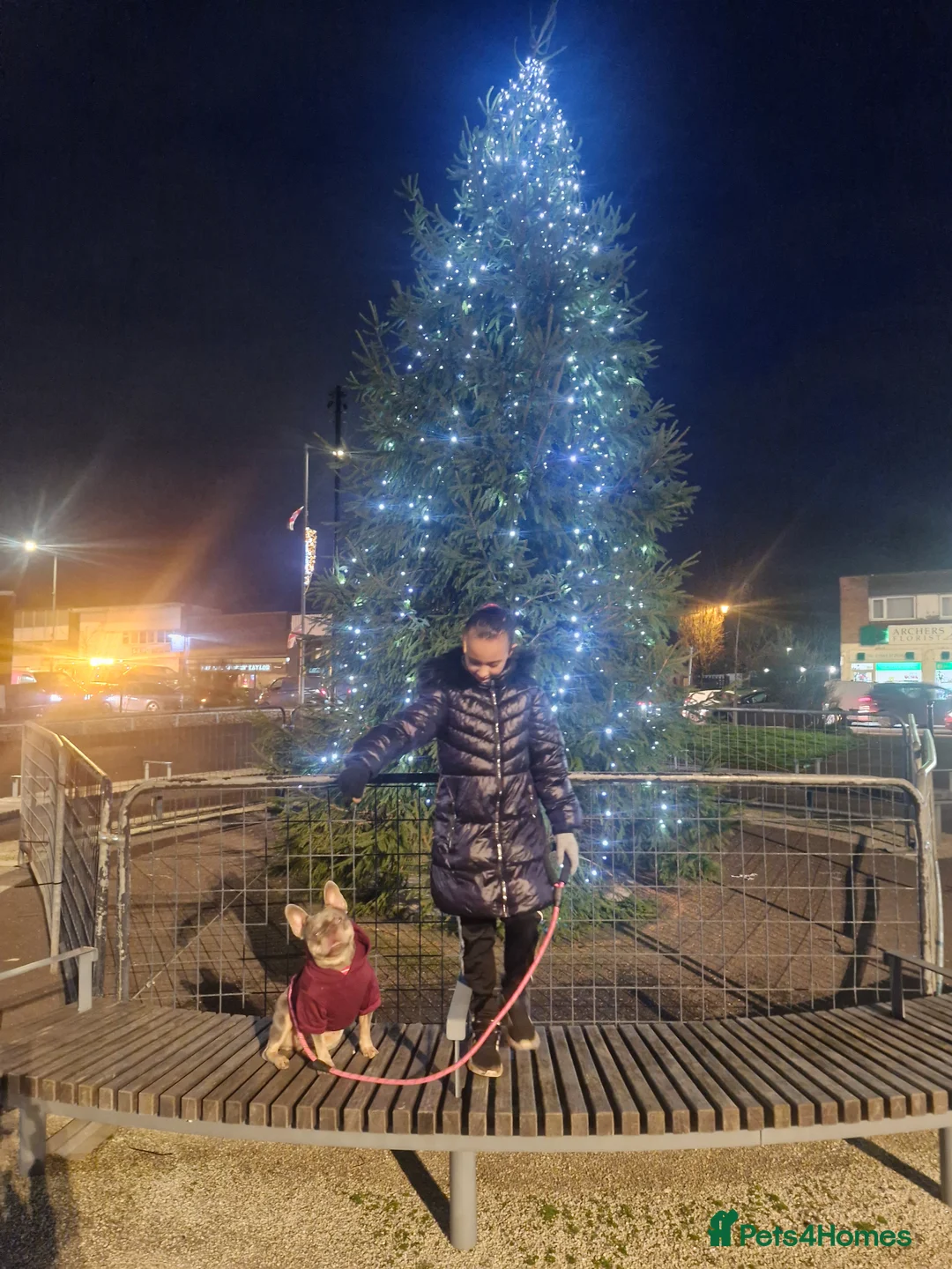 French Bulldog dogs for sale: French bulldog lilac and tan in Walsall - Advert 2