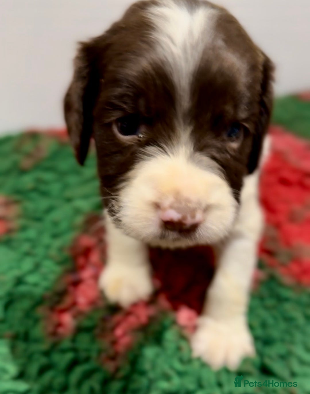 English Springer Spaniel dogs for sale: KC Working English springer spaniel puppies - Advert 15