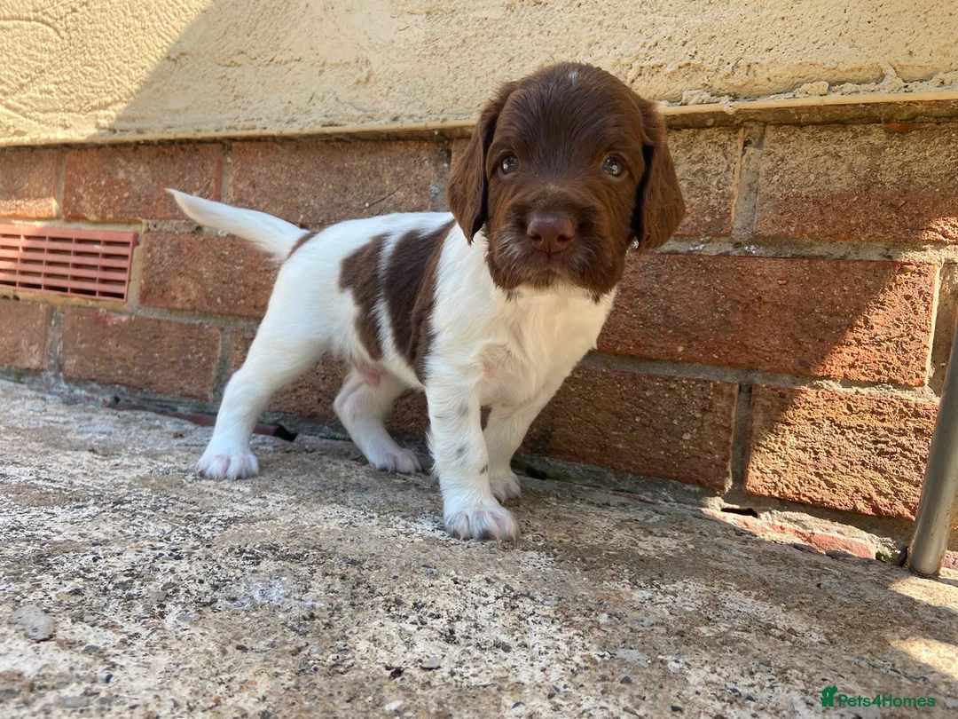 English Springer Spaniel dogs for sale: Gorgeous springer spaniel pups - Advert 2