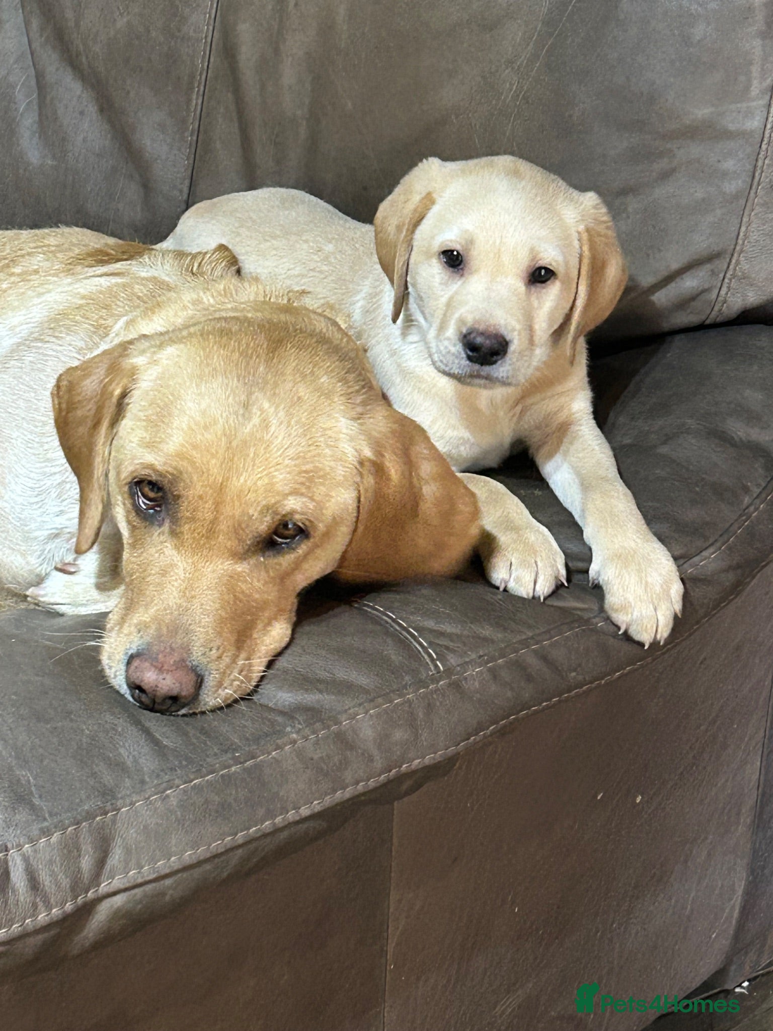 Labrador Retriever dogs KC yellow Labradors (Fox red) viewing this weekend - Advert 2