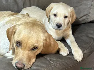 Labrador Retriever dogs KC yellow Labradors (Fox red) viewing this weekend - Advert 2