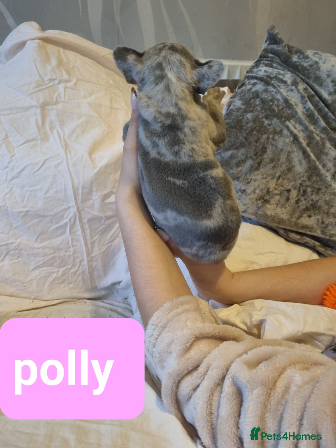 French Bulldog dogs for sale: Stunning litter of merle frenchies - Advert 7