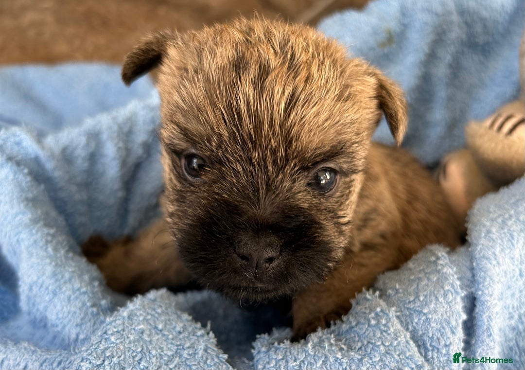 Cairn Terrier dogs for sale: CAIRN TERRIER PUPPIES - Advert 11