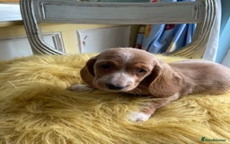 Mixed Breed dogs for sale: Dachshund x basset hound  - Image 5