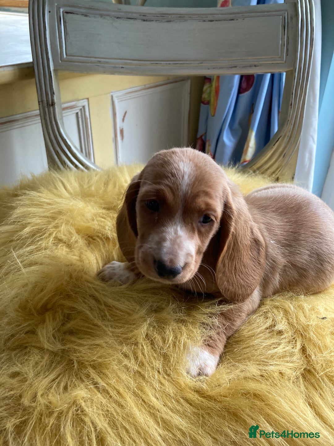 Mixed Breed dogs for sale: Dachshund x basset hound  - Image 5
